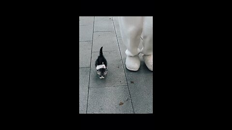 How to train your cute baby kitten 🥰 #kitty #cat