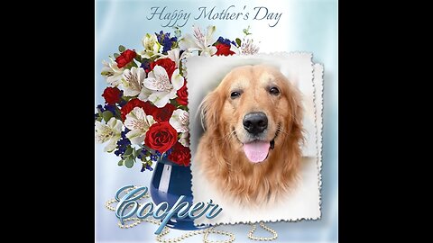 Golden Retrievers: Hearts of Gold - Mother's Day 2025
