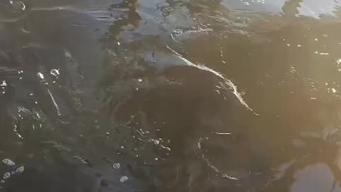 Dolphins in the back yard