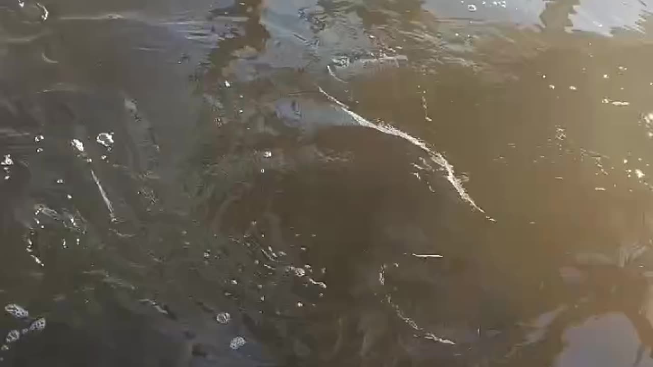 Dolphins in the back yard