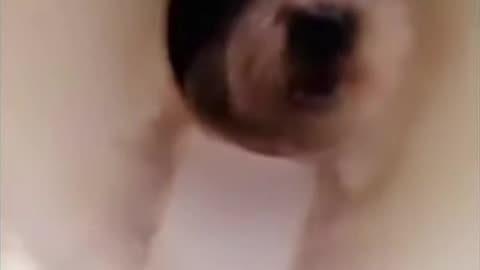 “When Pets Act Like Humans 🐶🐱 | Hilarious Dog & Cat Moments”