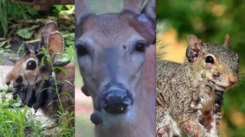 MUTANT ANIMALS WITH HORRIFYING GROWTHS HAVE BEEN SPOTTED IN MULTIPLE US STATES