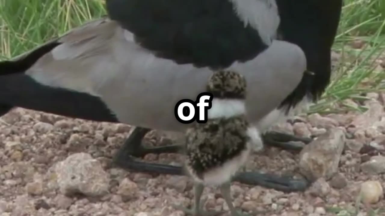 🐊 Unlikely Allies Crocodile & Plover Bird Nature’s Dental Deal 🪥