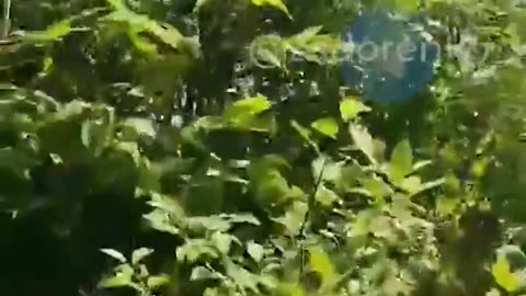 👀🛸 Ukraine Russia War | Locals Near Kharkiv Hunt Russian 'Sleeper' FPV Drones | RCF
