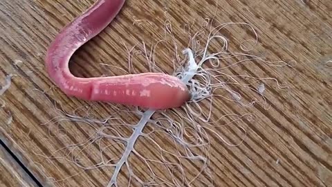 ✨🧬 Meet the Pink Velvet Worm! Nature's Tiny Wonder | FeedMyCuriosity