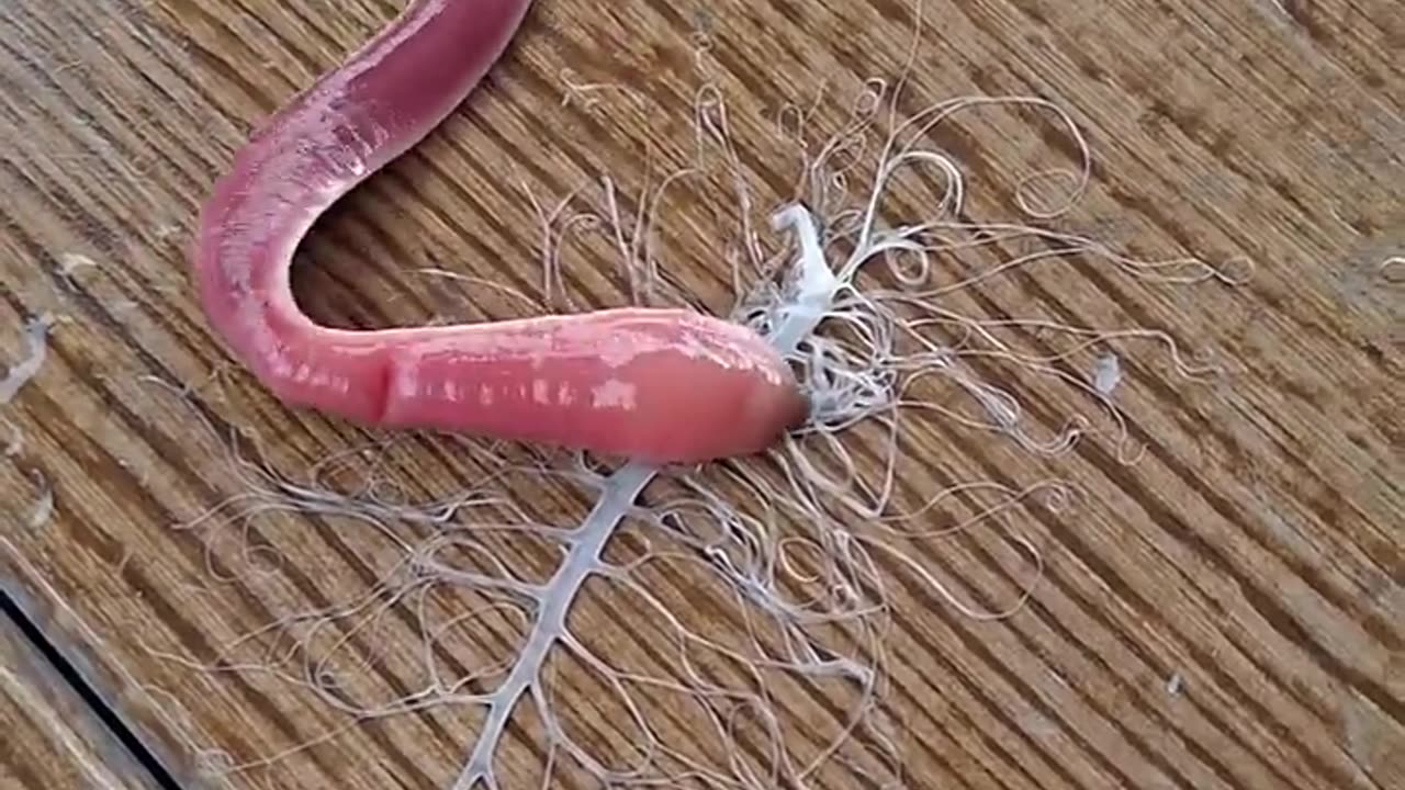 ✨🧬 Meet the Pink Velvet Worm! Nature's Tiny Wonder | FeedMyCuriosity