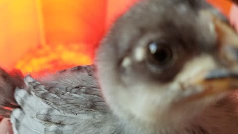 Extreme close up giving you the chance to check out this chick's elegant plumage. #SparklegleamFarm