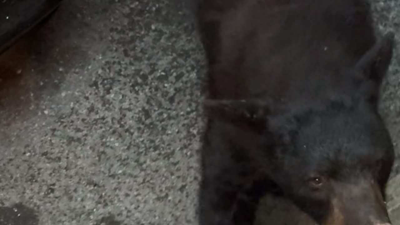 Black Bear Looking for Snacks in Vehicles