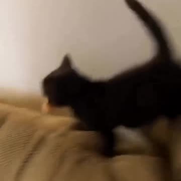 Cats can't resist Foods 🤣