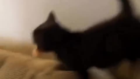 Cats can't resist Foods 🤣