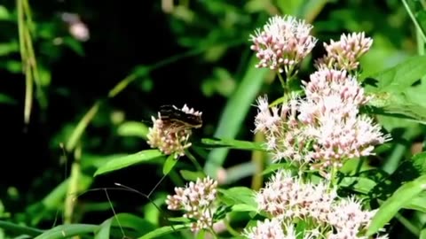 Nature video * Serene Nature Escapes * Breathtaking Landscapes Around