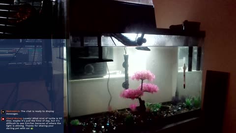 24/7 turtle stream