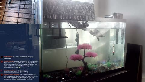 24/7 turtle stream