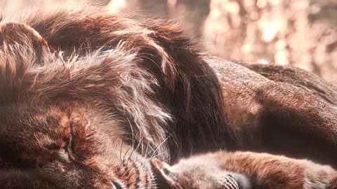 Scar's Betrayal ... ｜ Mufasa movie edit ｜ song - Die with a Smile