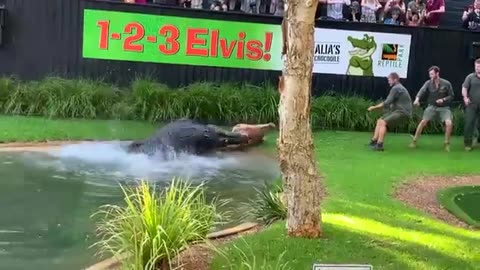 Huge Crocodile