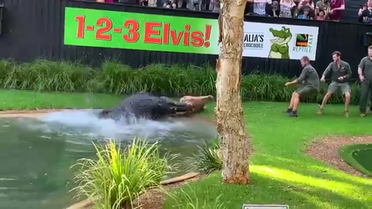 Huge Crocodile