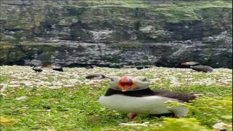 The Beautiful Puffin Colonies of Skomer Island