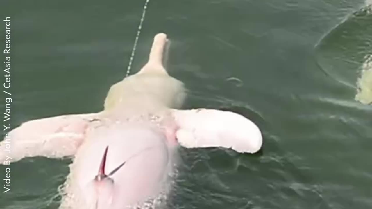 Dolphin peeing into the air