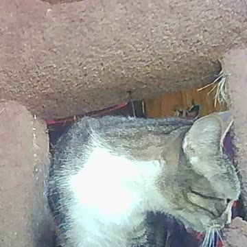 EA S168 - Restless Loaf