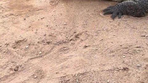 The crocodile is afraid of the shovel.