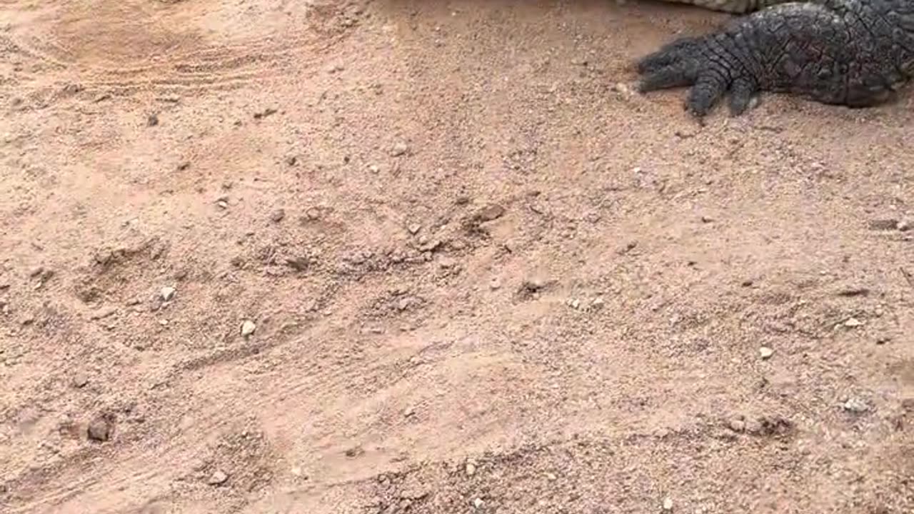 The crocodile is afraid of the shovel.