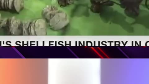 DISTURBING Discovery by Oyster Fishermen In Japan 😲😳😦