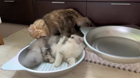 Male Cat Gives Kitten Sweet Grooming!