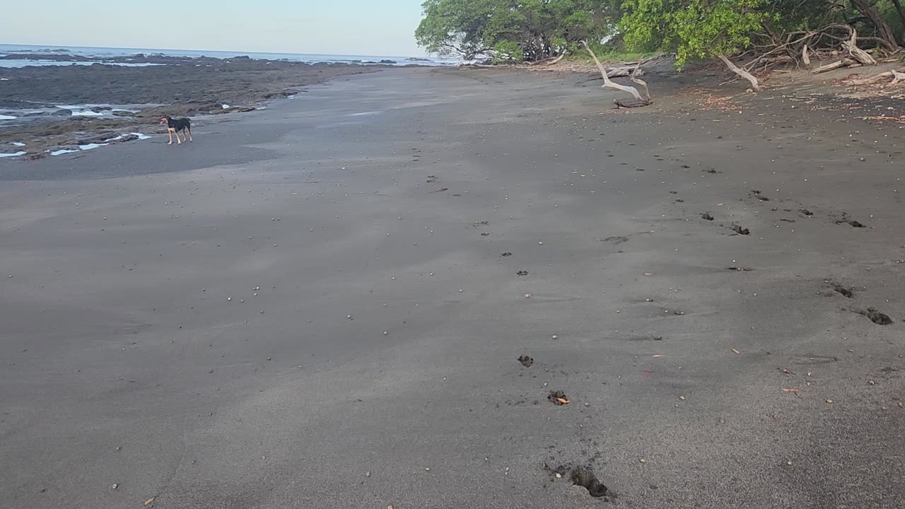 1/15/25. The beach is alive with hermit crabs
