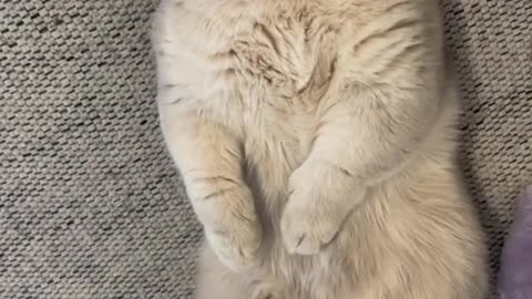 Cat viral with dancing