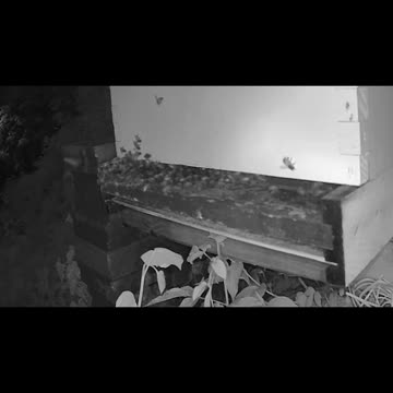 Tuesday Evening Bees After Dark long cut