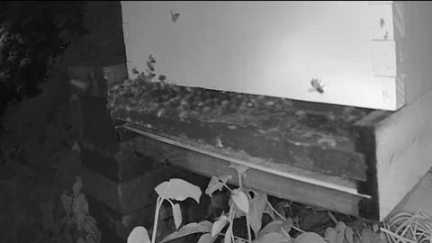 Tuesday Evening Bees After Dark long cut