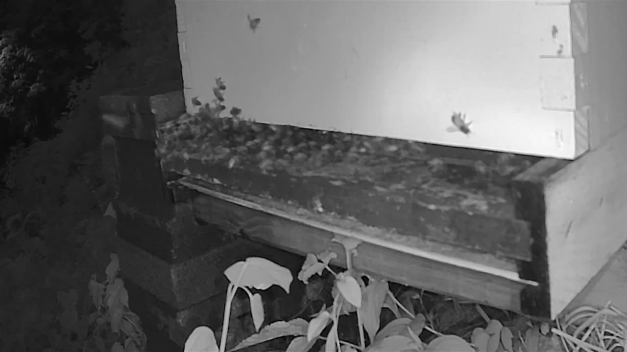 Tuesday Evening Bees After Dark long cut