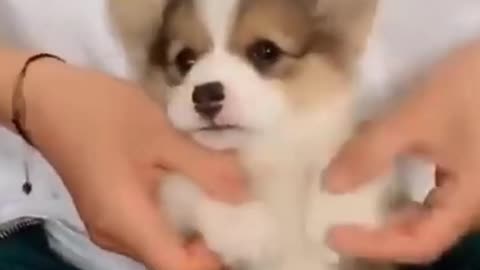 omg-cute-dog-dancing-video-watch-till-the-end