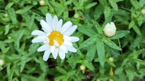 Daisy