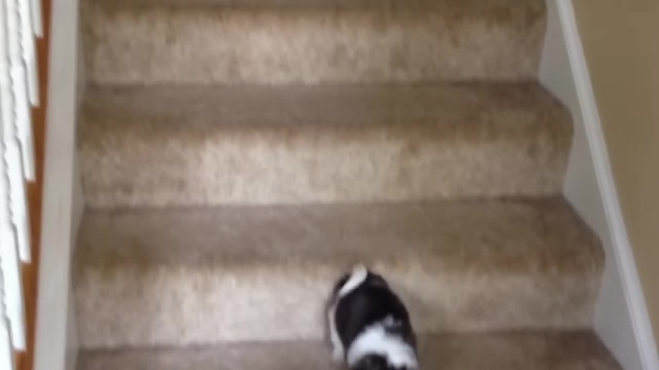 Corgi Puppy's Epic Slide & Stair Adventures! Too Cute!