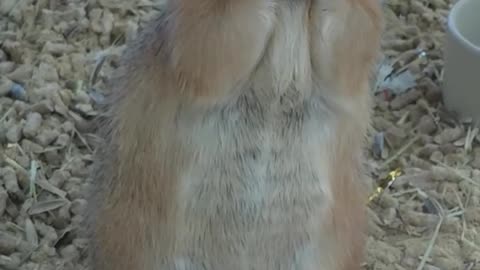 Funny and cute animals videos ✨