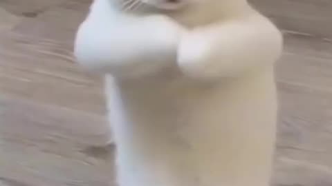 Beautiful cat dances to the beat of the music