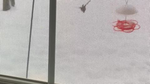 Alexander Puppington: Bird Watcher