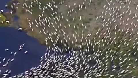 Yellowstone .. footage of animals appearing to depart