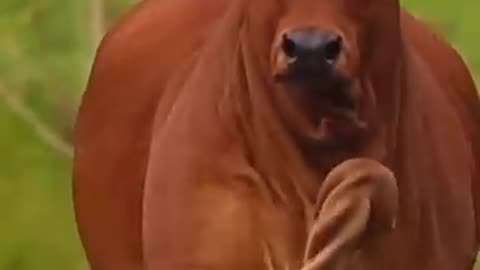 Breaking: Huge Big Red Cow || Wildlife Journey #shorts #cow #viral