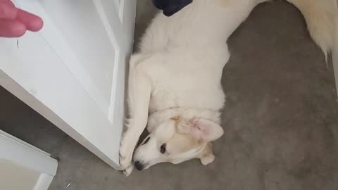 Guardian Dog Blocks Office Door