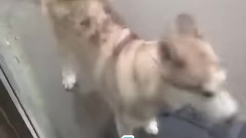 Husky's Hilarious Reaction To Almost Getting Hit By Lightning