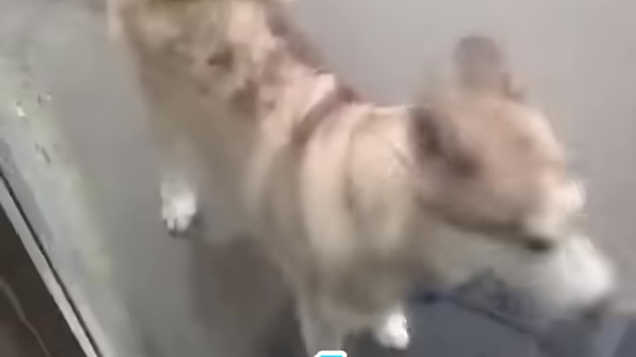 Husky's Hilarious Reaction To Almost Getting Hit By Lightning
