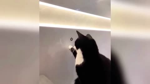 funny animal videos