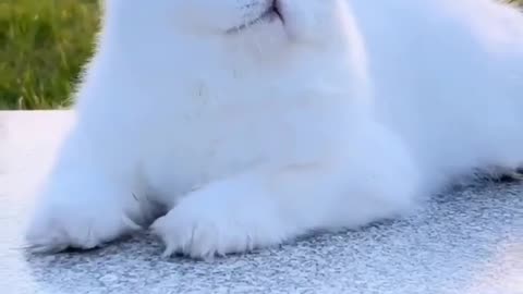 parsian cats