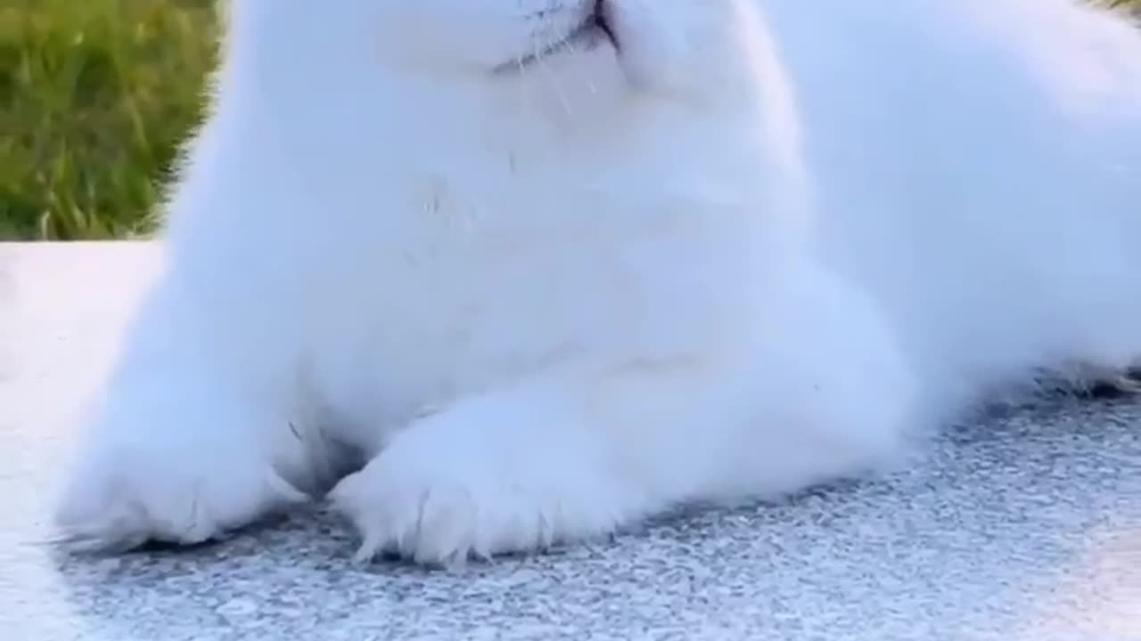 parsian cats