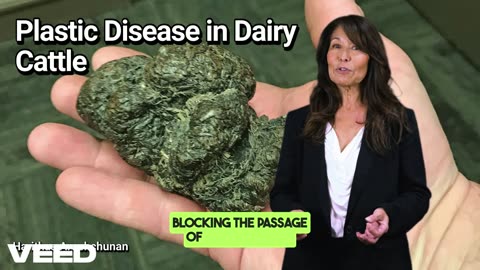 Plastic Disease in Dairy Cattle: A Hidden Threat You Can Prevent