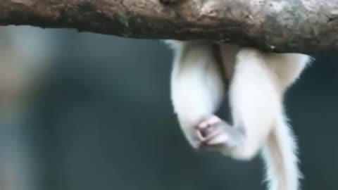 monkey