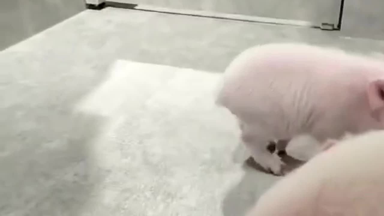 Pet Pig
