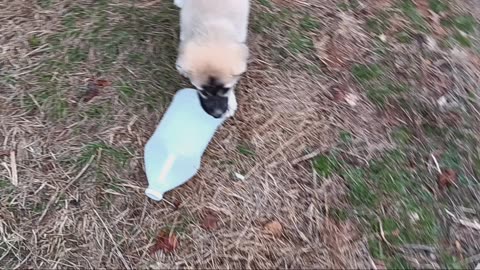 Kodiak Bear kills a plastic jug!!!